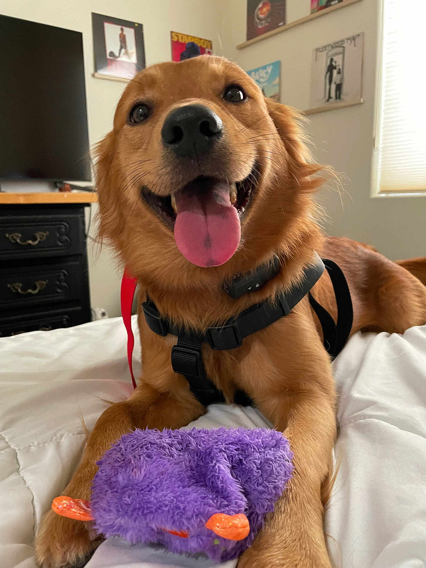 Obi joined the competition — help win amazing prizes! animal, bed, blanket, collar, cute, dog, fur, furniture, golden_retriever, happy, harness, indoor, pet, poster, purple_toy, room, smiling, tongue_out, toy, window