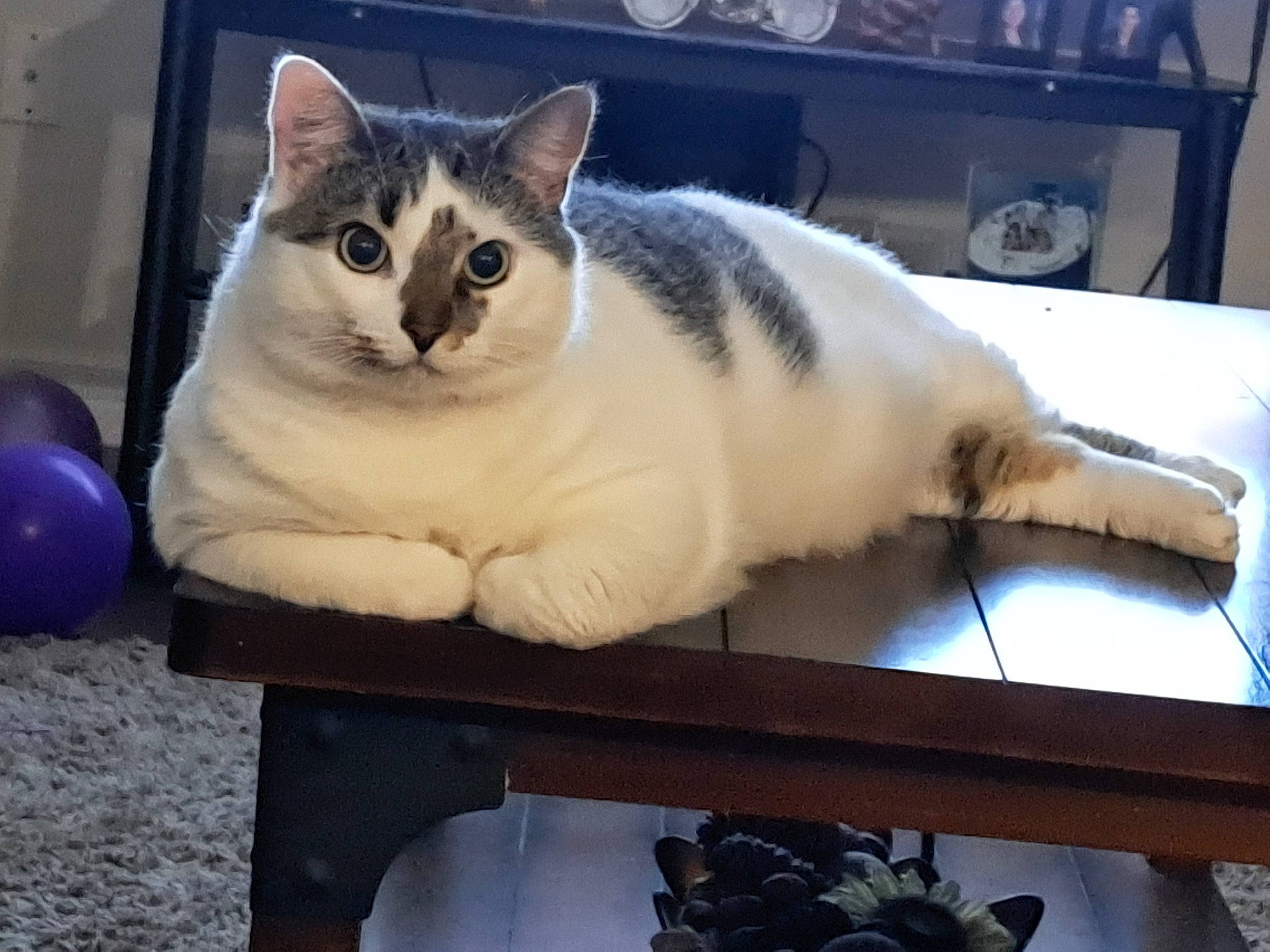 Sammy is registered to the contest to win money with this photo: balloon, box, carnivore, cat, cat_furniture, cat_supply, comfort, domestic_short_haired_cat, felidae, fur, paw, pet_supply, sitting, small_to_medium_sized_cats, snout, tail, whiskers