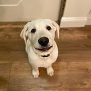 Cowboy joined the competition — help win amazing prizes! adorable, animal, canine, collar, companion, cute, dog, domestic_animal, flooring, friendly, fur, indoor, looking_up, mammal, pet, portrait, puppy, white_dog, wooden_floor, young_dog