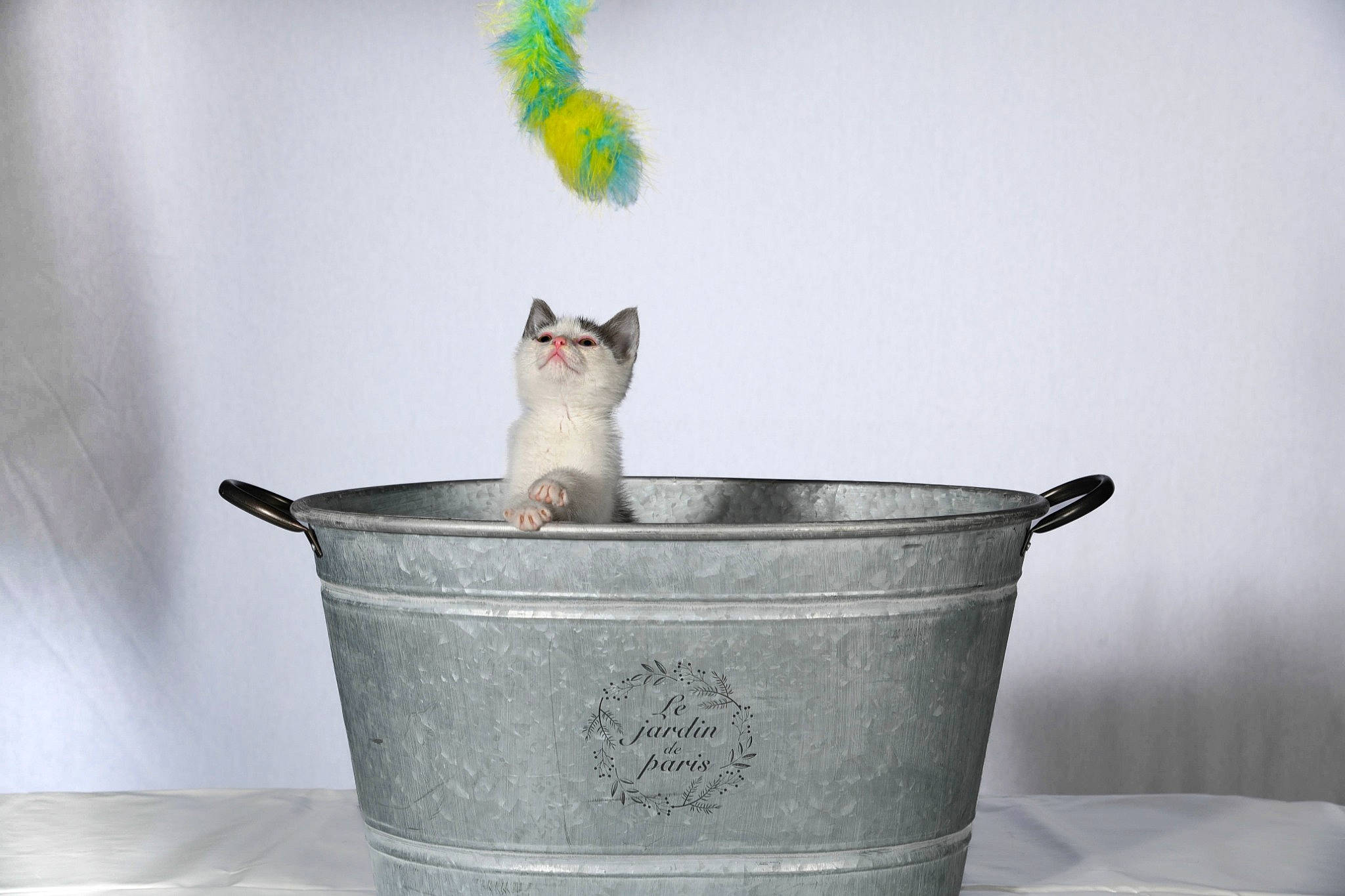 Meringue participe au concours pour gagner de l'argent avec cette photo : carnivore, cat, cup, domestic_short_haired_cat, drinkware, felidae, flowerpot, fur, gas, grey, metal, room, serveware, sitting, small_to_medium_sized_cats, still_life_photography, tail, whiskers, window, wood