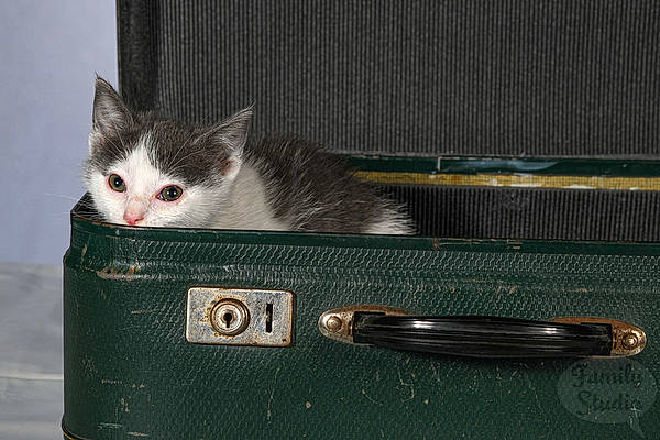 Meringue participe au concours pour gagner de l'argent avec cette photo : box, cardboard, carnivore, cat, domestic_short_haired_cat, everyday_carry, fashion_accessory, felidae, fur, metal, natural_material, packaging_and_labeling, paw, pet_supply, rectangle, small_to_medium_sized_cats, strap, tail, whiskers, wood