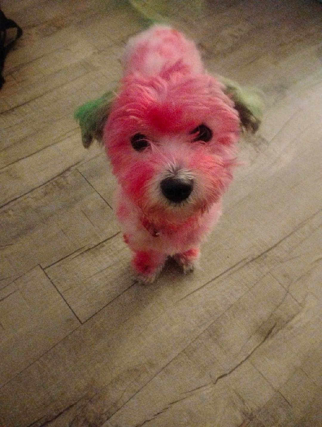 Cozmo joined the competition — help win amazing prizes! dog, pet, colored_fur, pink, green, floor, wooden_floor, animal, cute, small_dog, looking_up, indoor, fur, canine, companion, domestic_animal, portrait, standing, curious, close_up