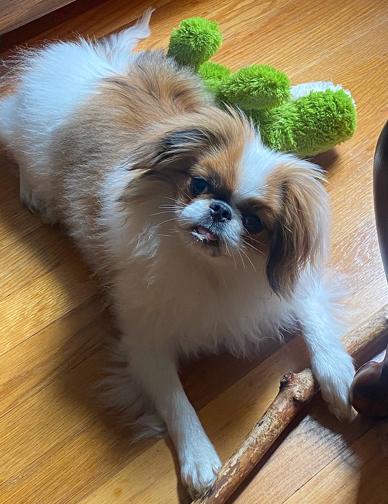 Ruby is registered to the contest to win money with this photo: canidae, carnivore, companion_dog, dog, dog_breed, fawn, flooring, fur, hardwood, liver, shih_tzu, snout, sporting_group, tail, terrier, toy_dog, varnish, wood, wood_stain, working_animal