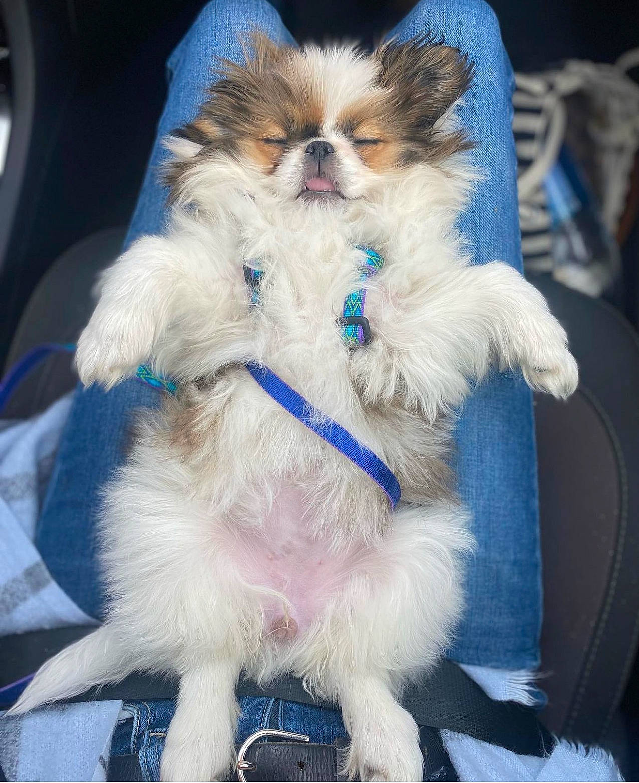 Ruby joined the competition — help win amazing prizes! blue, canidae, carnivore, collar, companion_dog, dog, dog_breed, dog_collar, dog_supply, electric_blue, fawn, fur, glasses, leash, papillon, snout, sporting_group, tail, toy_dog, whiskers