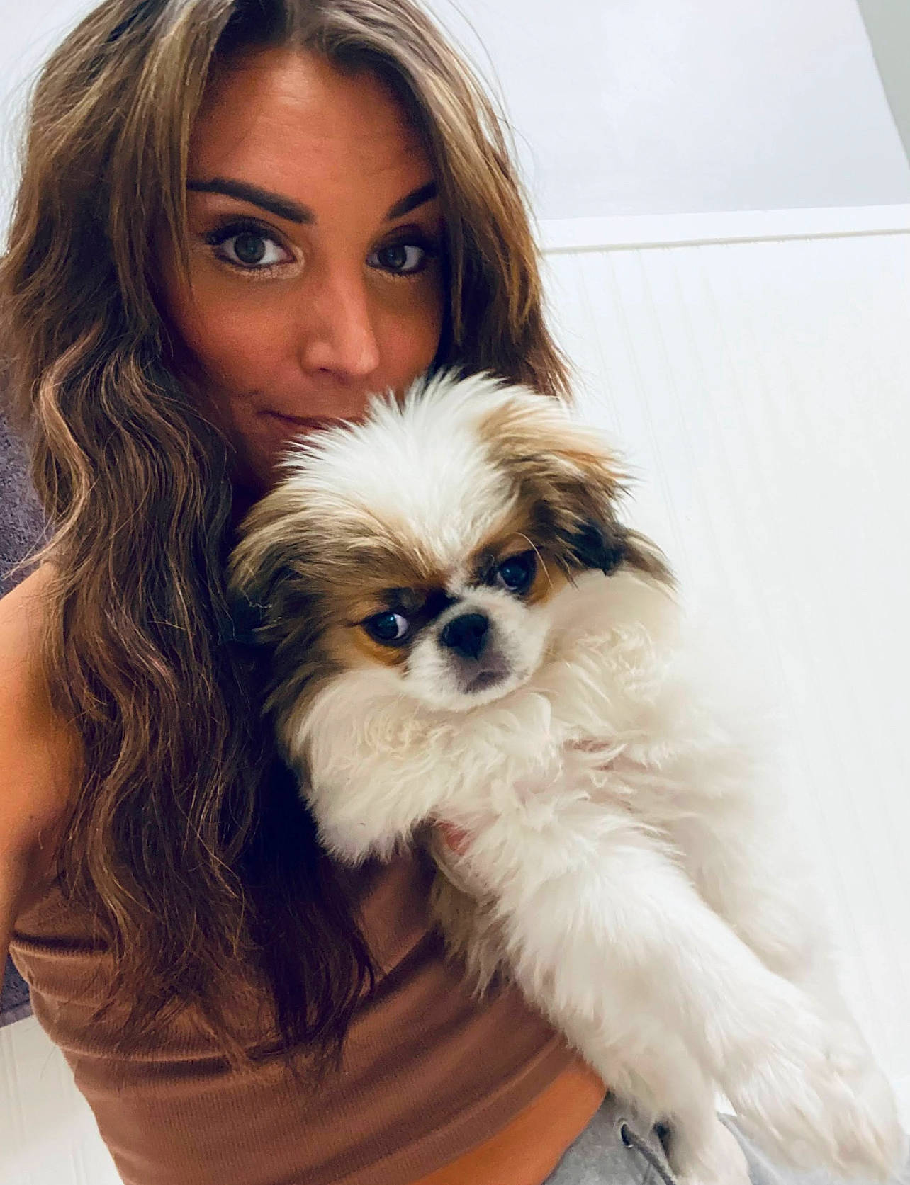 Ruby is registered to the contest to win money with this photo: canidae, carnivore, companion_dog, dog, dog_breed, dog_supply, eye, eyelash, fawn, fur, hair, happy, iris, liver, maltepoo, non_sporting_group, snout, sporting_group, toy_dog, working_animal