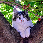 Féline a rejoint le concours — aidez-le/la à gagner de superbes lots ! cat, animal, tree, nature, green_leaves, berries, fur, whiskers, outdoor, wildlife, close_up, pet, mammal, branch, cute, face, eyes, paws, trunk, flora