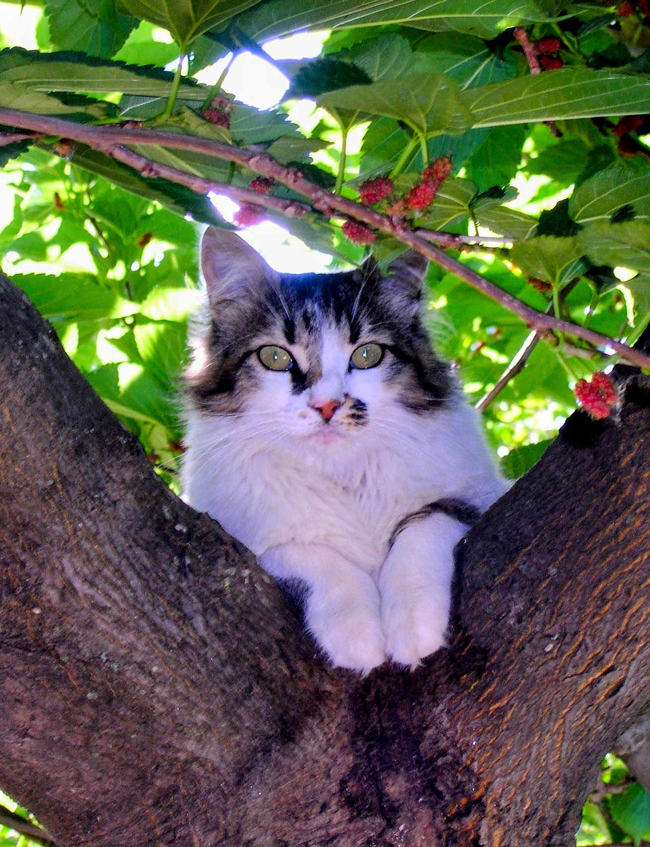 Féline a rejoint le concours — aidez-le/la à gagner de superbes lots ! cat, animal, tree, nature, green_leaves, berries, fur, whiskers, outdoor, wildlife, close_up, pet, mammal, branch, cute, face, eyes, paws, trunk, flora