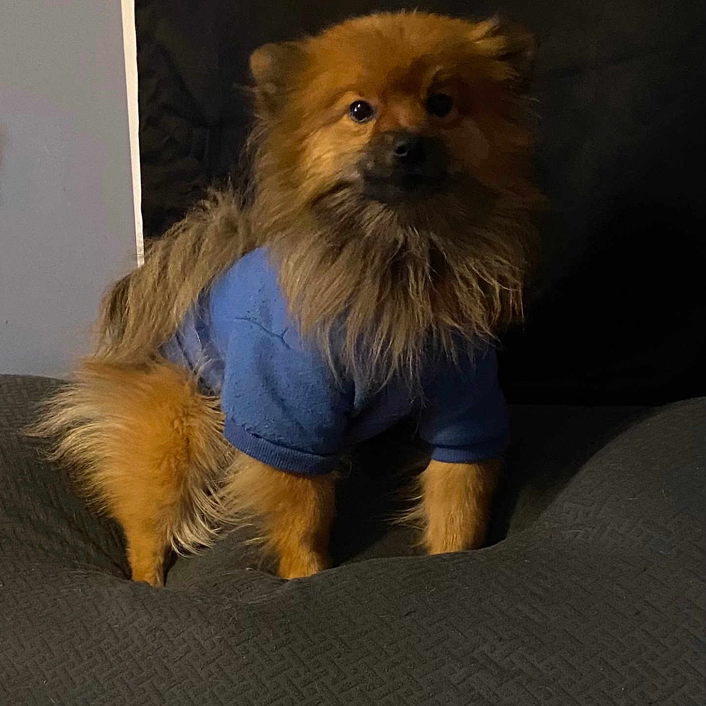 Max Fincher is registered to the contest to win money with this photo: affenpinscher, animal, canine, chow, cockerspaniel, couch, dog, furniture, indoors, interiordesign, papillon, pet, poodle, puppy, terrier