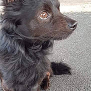Pepper is registered to the contest to win money with this photo: dog, black_dog, fluffy, long_hair, pointed_ears, profile, sitting, outdoors, pavement, rooftop, animal, pet, canine, fur, brown_eyes, nose, tail, portrait, side_view, natural_light