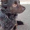 dog, black_dog, fluffy, long_hair, pointed_ears, profile, sitting, outdoors, pavement, rooftop, animal, pet, canine, fur, brown_eyes, nose, tail, portrait, side_view, natural_light