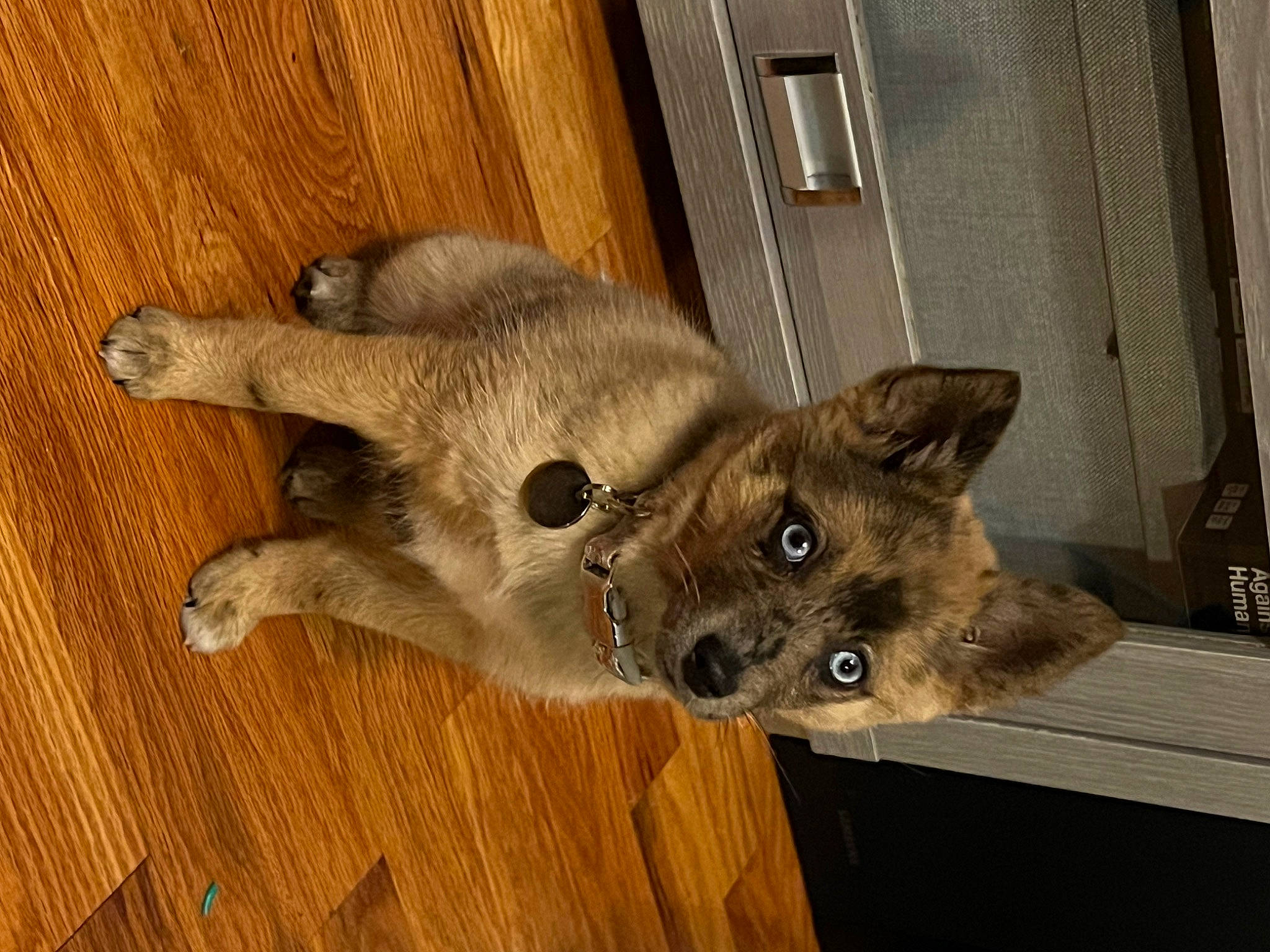 Lilo is registered to the contest to win money with this photo: canidae, carnivore, comfort, dog_breed, domestic_short_haired_cat, door, eye, fawn, felidae, flooring, fur, hardwood, paw, small_to_medium_sized_cats, snout, tail, terrestrial_animal, whiskers, wildlife, wood