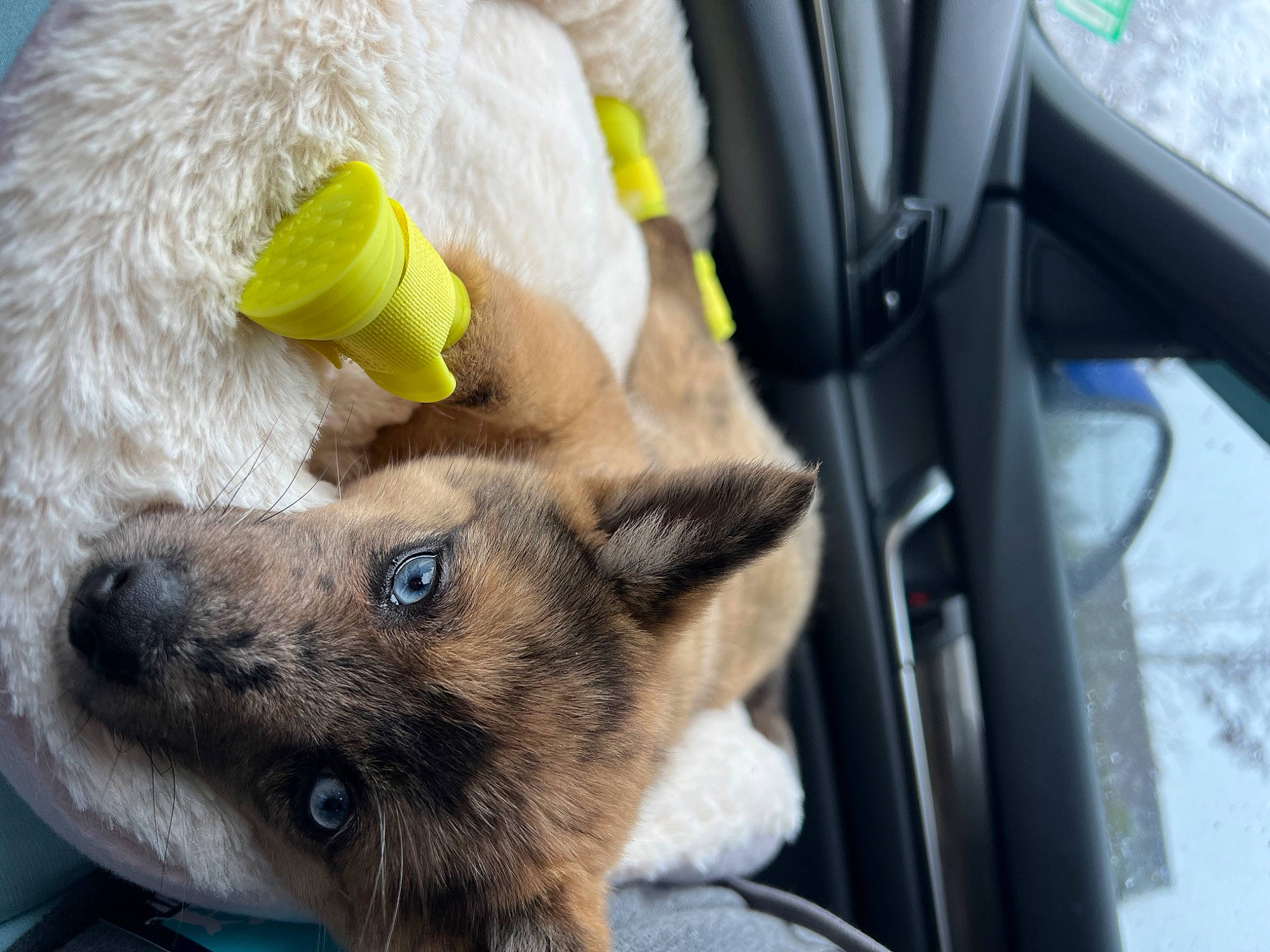 Lilo is registered to the contest to win money with this photo: automotive_mirror, canidae, car_seat, car_seat_cover, carnivore, companion_dog, dog, dog_breed, dog_supply, fur, head_restraint, paw, rear_view_mirror, snout, stuffed_toy, terrestrial_animal, toy, vehicle_door, whiskers, windshield