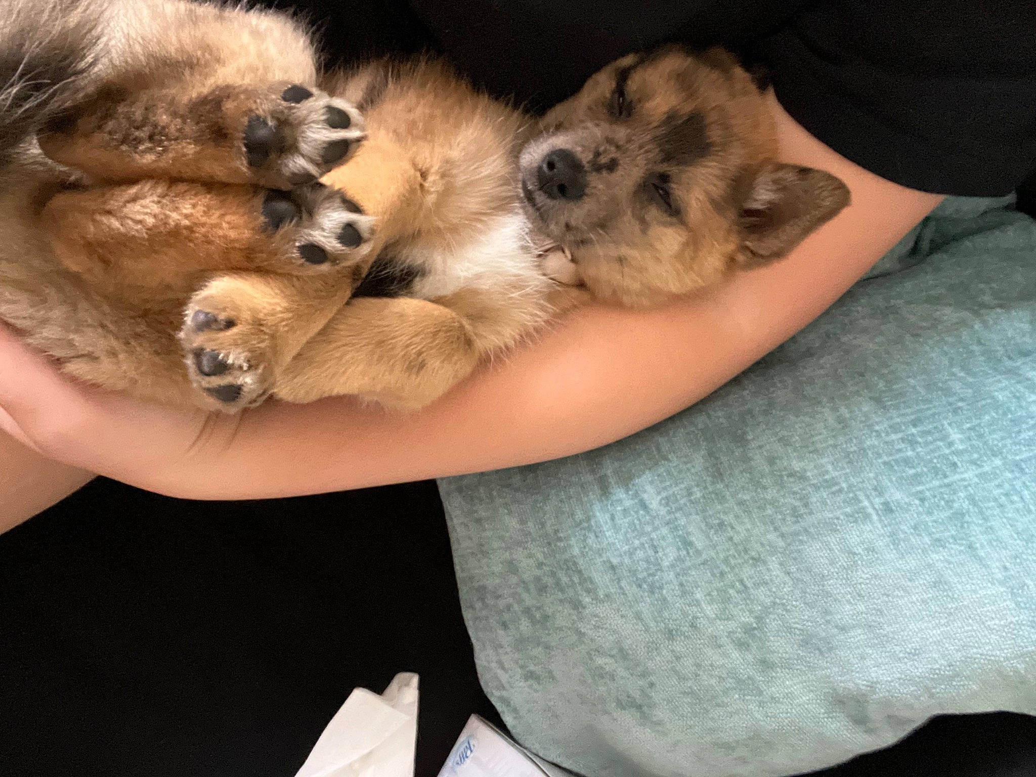 Lilo joined the competition — help win amazing prizes! carnivore, claw, cloud, comfort, companion_dog, dog, dog_breed, fawn, felidae, fur, mammal, paw, puppy_love, small_to_medium_sized_cats, snout, spitz, sporting_group, tail, toy_dog, whiskers