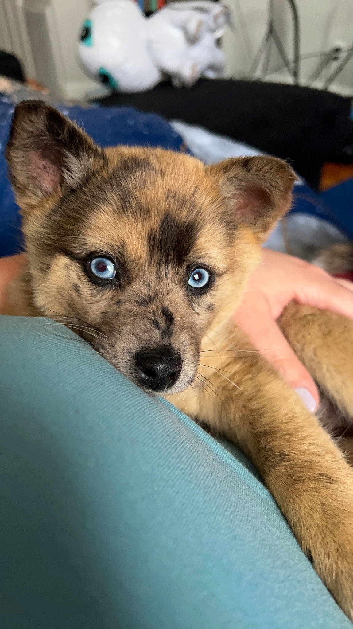 Lilo is registered to the contest to win money with this photo: canidae, carnivore, companion_dog, dog, dog_breed, fawn, fur, paw, puppy, snout, sporting_group, terrestrial_animal, toy_dog, whiskers, wildlife, working_animal