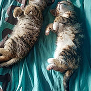 Tigrou participe au concours pour gagner de l'argent avec cette photo : kitten, cat, sleeping, fur, pet, animal, cute, resting, bed, blanket, tabby, striped, paw, whiskers, tail, indoor, sunlight, cozy, relaxing, two