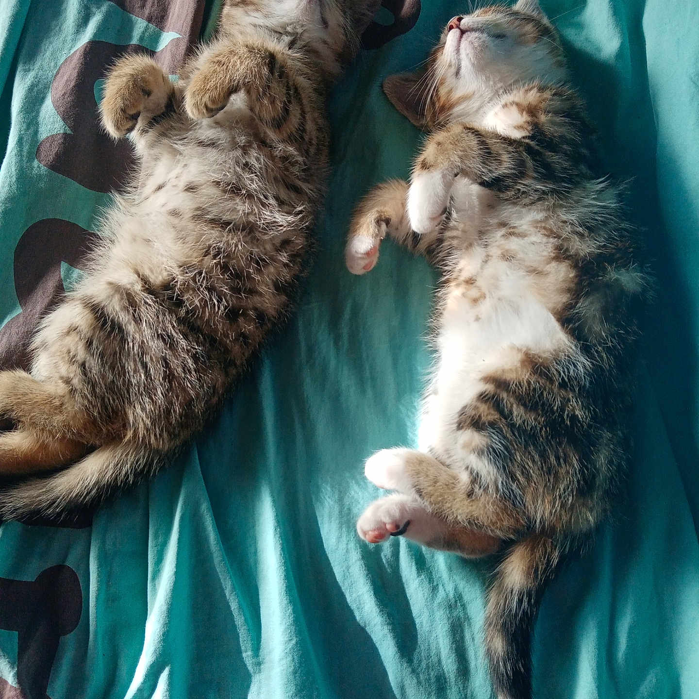Tigrou participe au concours pour gagner de l'argent avec cette photo : animal, bed, blanket, cat, cozy, cute, fur, indoor, kitten, paw, pet, relaxing, resting, sleeping, striped, sunlight, tabby, tail, two, whiskers