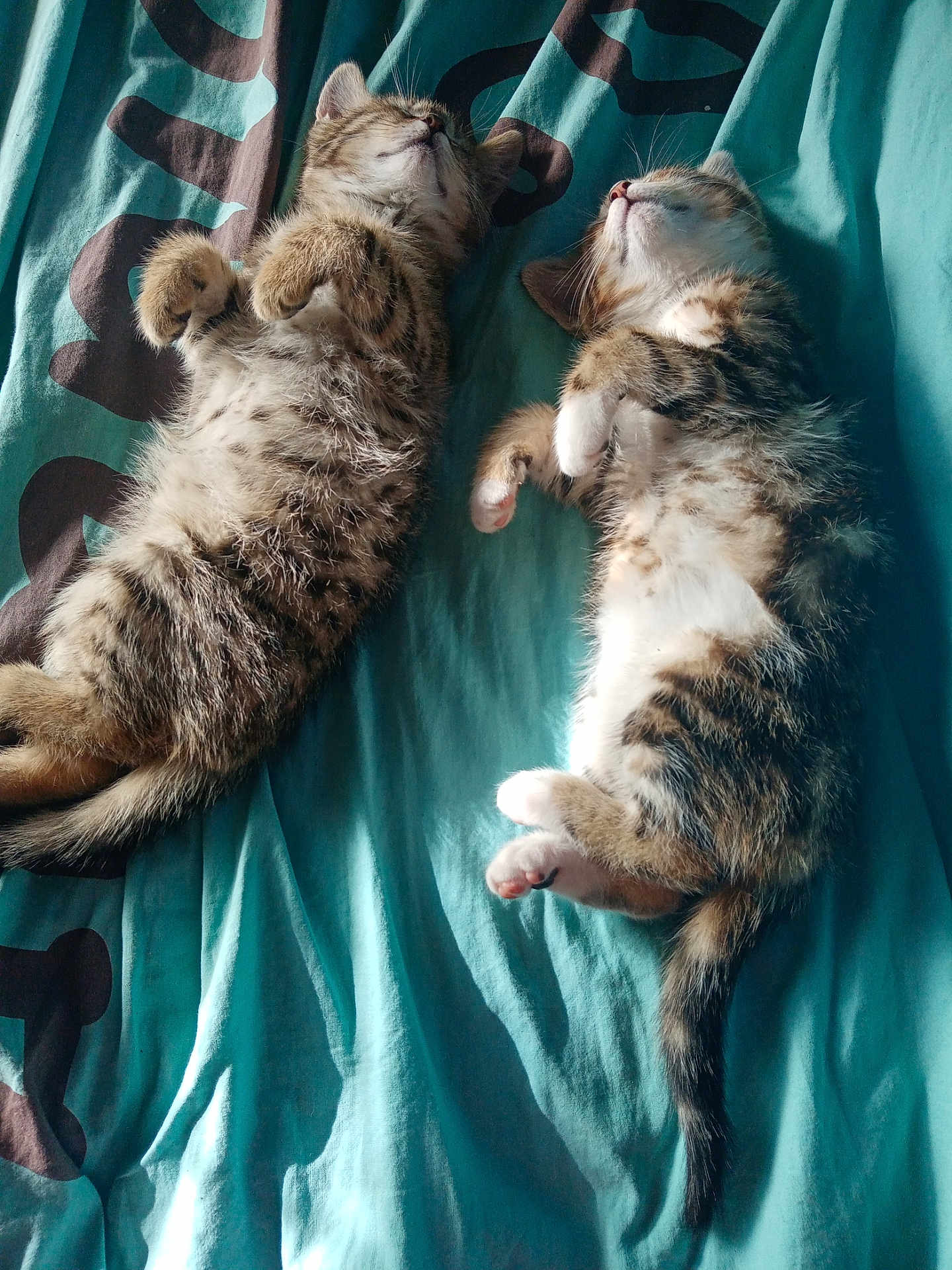 Tigrou participe au concours pour gagner de l'argent avec cette photo : kitten, cat, sleeping, fur, pet, animal, cute, resting, bed, blanket, tabby, striped, paw, whiskers, tail, indoor, sunlight, cozy, relaxing, two