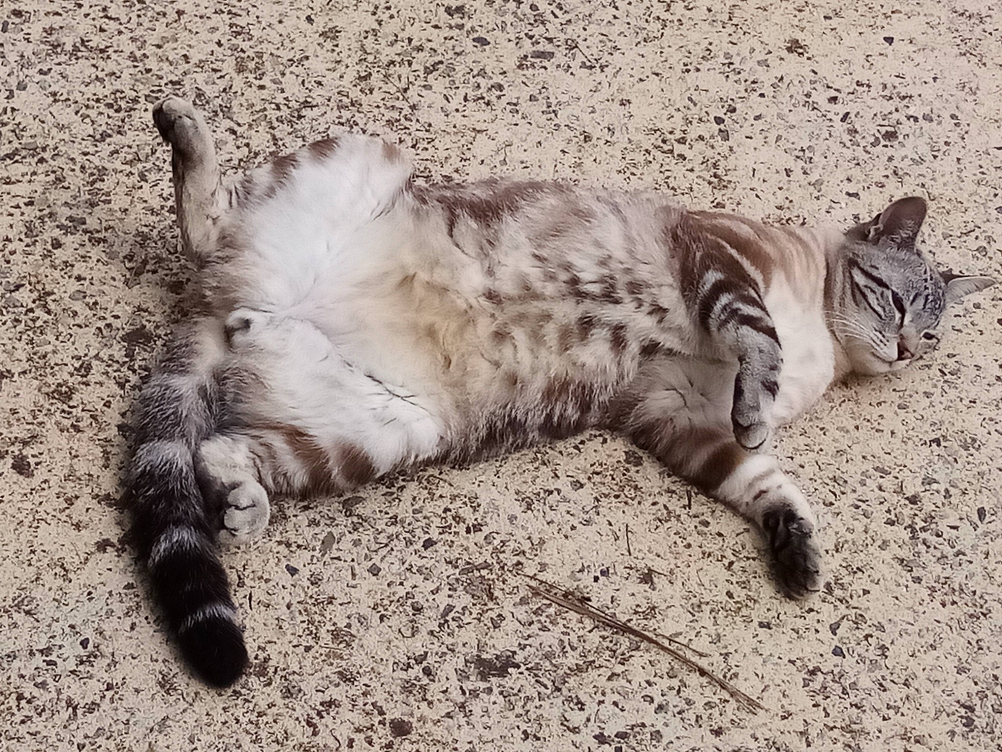 Zougor participe au concours pour gagner de l'argent avec cette photo : carnivore, cat, claw, comfort, domestic_short_haired_cat, felidae, foot, fur, grey, human_leg, leg, monochrome, monochrome_photography, paw, small_to_medium_sized_cats, snout, tail, terrestrial_animal, whiskers, wildlife