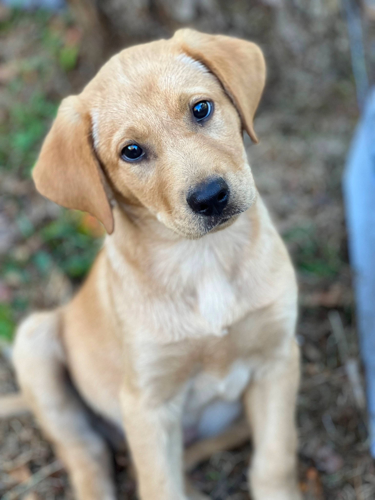 Roscoe is registered to the contest to win money with this photo: canidae, carnivore, companion_dog, dog, dog_breed, eye, fawn, fur, hunting_dog, paw, plant, puppy, snout, sporting_group, tail, terrestrial_animal, tree, whiskers, wood, working_animal