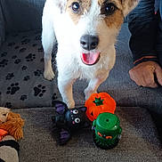 Viper a rejoint le concours — aidez-le/la à gagner de superbes lots ! dog, pet, toy, couch, paw_print_pattern, indoor, happy, playful, animal, fur, tail, person, hand, orange, green, black, white, brown, face, ears