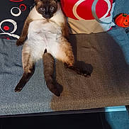 Link participe au concours pour gagner de l'argent avec cette photo : cat, siamese_cat, couch, pillows, indoor, pet, relaxed, animal, feline, orange_pumpkin, decor, sitting, funny_pose, fluffy, fur, home, cozy, comfort, looking_at_camera, living_room