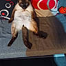 cat, siamese_cat, couch, pillows, indoor, pet, relaxed, animal, feline, orange_pumpkin, decor, sitting, funny_pose, fluffy, fur, home, cozy, comfort, looking_at_camera, living_room