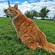 Simba joined the competition — help win amazing prizes! cat, orange_cat, fluffy, grass, outdoor, nature, sky, clouds, trees, fence, animal, pet, mammal, sitting, greenery, daylight, calm, curious, fur, whiskers
