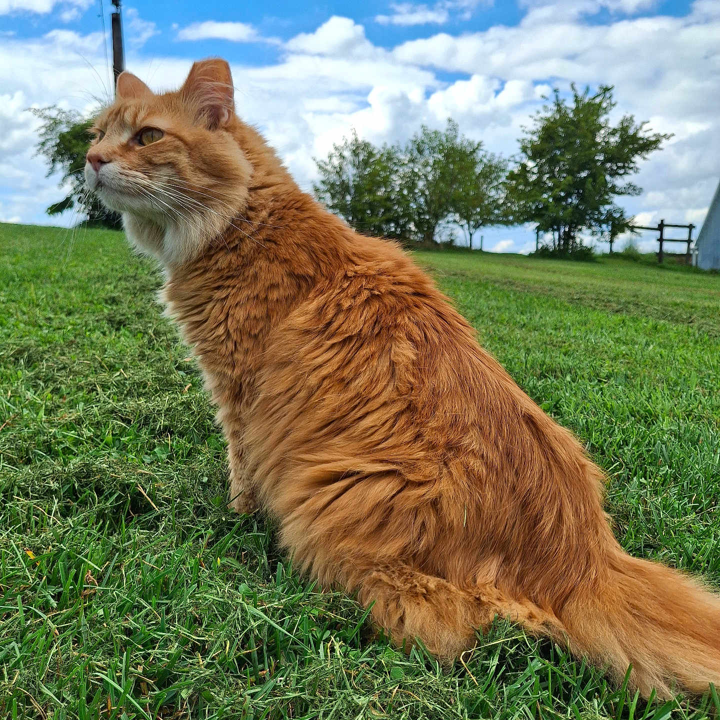 Simba joined the competition — help win amazing prizes! animal, calm, cat, clouds, curious, daylight, fence, fluffy, fur, grass, greenery, mammal, nature, orange_cat, outdoor, pet, sitting, sky, trees, whiskers