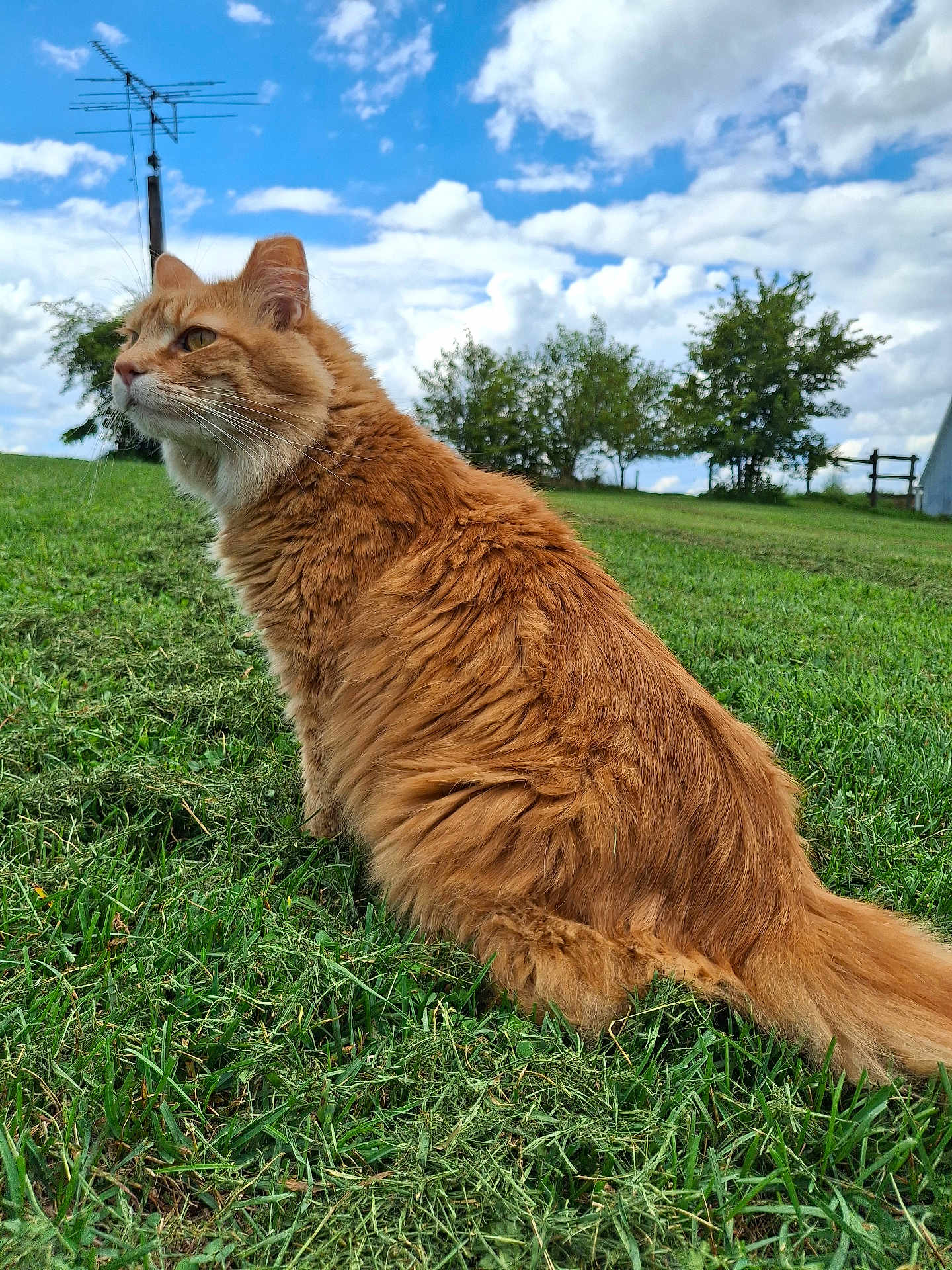 Simba joined the competition — help win amazing prizes! cat, orange_cat, fluffy, grass, outdoor, nature, sky, clouds, trees, fence, animal, pet, mammal, sitting, greenery, daylight, calm, curious, fur, whiskers