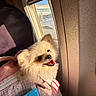 dog, pomeranian, pet, airplane, window, sunlight, carrier, mesh_bag, happy, tongue_out, seat, interior, travel, cute, fluffy, smiling, animal, domestic_animal, canine, companion
