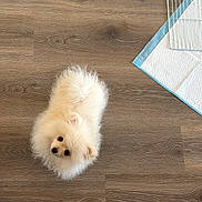 Cupcake a rejoint le concours — aidez-le/la à gagner de superbes lots ! animal, companion, crate, curious, cute, dog, domestic, floor, fluffy, indoor, looking_up, pet, pet_care, pomeranian, puppy, small, training_pad, white, wooden_floor, young