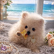 Cupcake a rejoint le concours — aidez-le/la à gagner de superbes lots ! puppy, dog, fluffy, white, cute, jewelry, heart_pendant, pearls, gem, roses, flowers, blanket, furry, window, ocean, seaside, indoor, cozy, treat, pet
