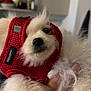 dog, fluffy, white, pet, harness, red, cute, indoors, hand, fur, animal, closeup, portrait, small_dog, friendly, companion, domestic_animal, furry, canine, house