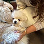 Cupcake participe au concours pour gagner de l'argent avec cette photo : affection, animal, closeup, cozy, cute, dog, fluffy, fur, hand, holding, indoor, lace, nuzzling, person, pet, pomeranian, puppy, sweater, warm, white_dog