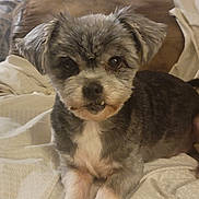 Bandit is registered to the contest to win money with this photo: animal, blanket, companion, couch, cozy, cute, dog, ears, face, friendly, fur, groomed, home, indoor, looking, paws, pet, portrait, resting, small_dog