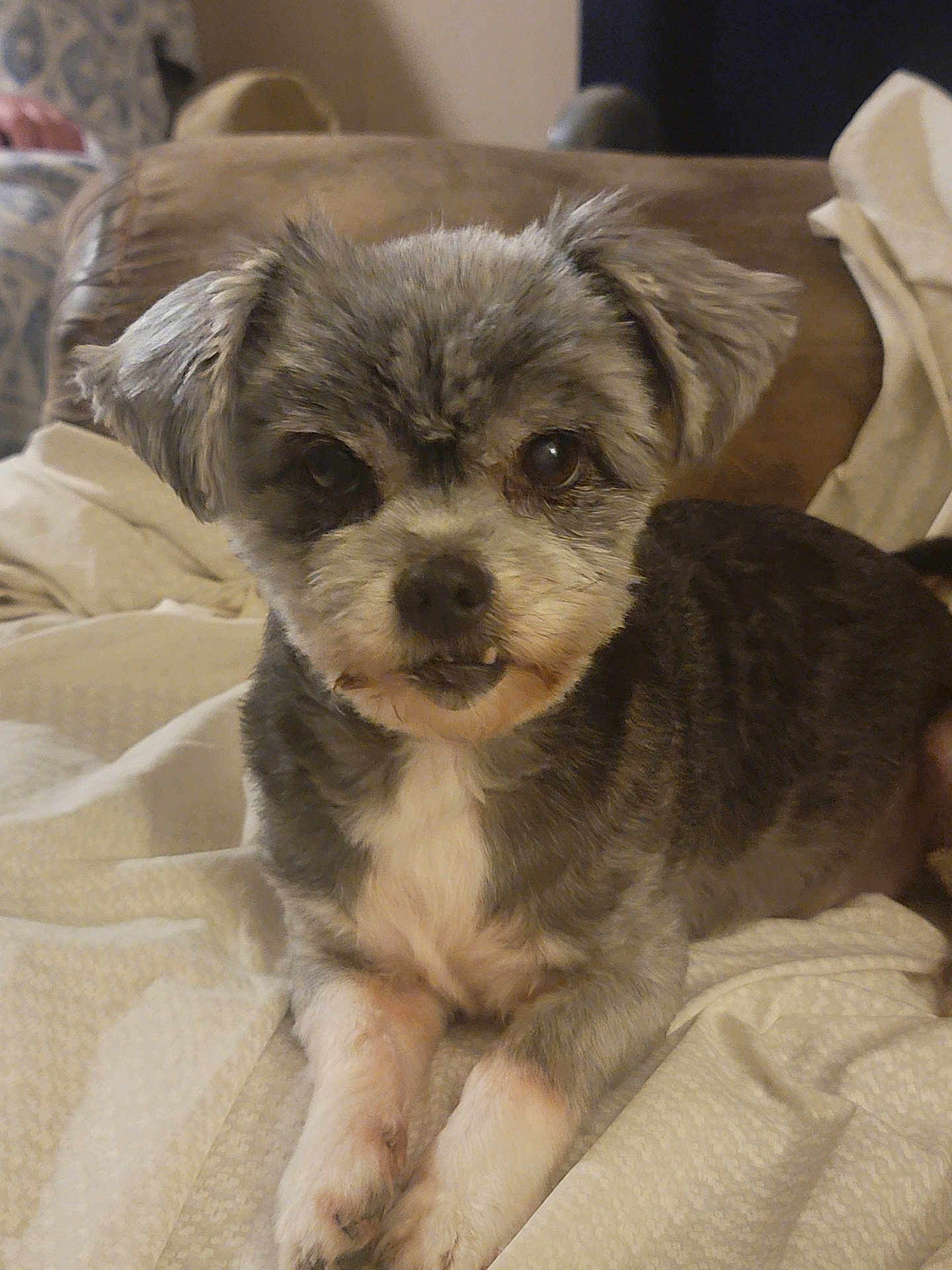Bandit