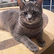 Thunder joined the competition — help win amazing prizes! cat, grey_cat, tabby, pet, feline, animal, table, marble_table, indoor, home, sitting, relaxed, face, ears, whiskers, paws, window, chair, shelf, decor