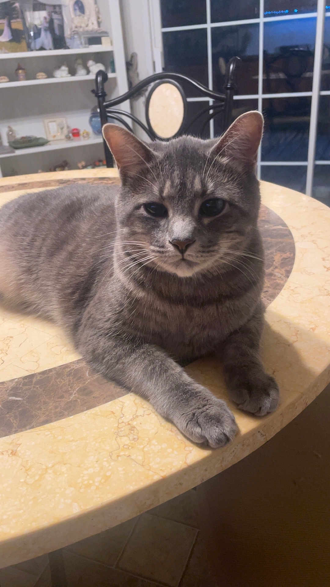 Thunder joined the competition — help win amazing prizes! cat, grey_cat, tabby, pet, feline, animal, table, marble_table, indoor, home, sitting, relaxed, face, ears, whiskers, paws, window, chair, shelf, decor