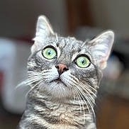 Angel a rejoint le concours — aidez-le/la à gagner de superbes lots ! animal, cat, close_up, curious, cute, domestic_cat, ears, face, feline, fur, green_eyes, indoor, looking_up, mammal, nose, pet, portrait, soft_focus, tabby, whiskers