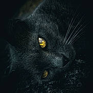 Patate a rejoint le concours — aidez-le/la à gagner de superbes lots ! black_cat, close_up, animal, feline, eyes, whiskers, dark_background, texture, portrait, nocturnal, mysterious, pet, fur, laying_down, yellow_eyes, wildlife, nature, quiet, soft_light, macro