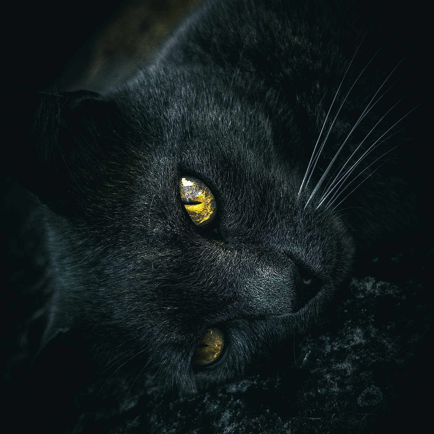 Patate a rejoint le concours — aidez-le/la à gagner de superbes lots ! animal, black_cat, close_up, dark_background, eyes, feline, fur, laying_down, macro, mysterious, nature, nocturnal, pet, portrait, quiet, soft_light, texture, whiskers, wildlife, yellow_eyes
