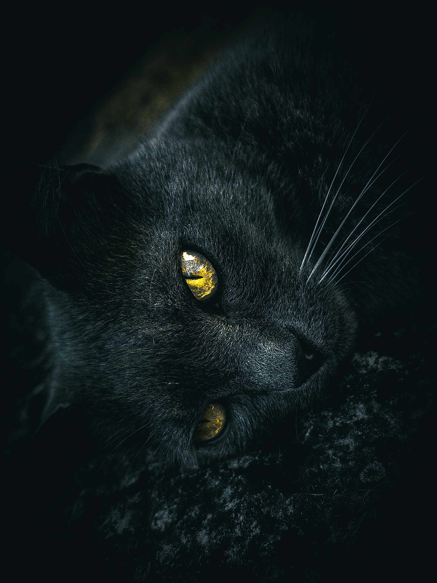 Patate a rejoint le concours — aidez-le/la à gagner de superbes lots ! black_cat, close_up, animal, feline, eyes, whiskers, dark_background, texture, portrait, nocturnal, mysterious, pet, fur, laying_down, yellow_eyes, wildlife, nature, quiet, soft_light, macro