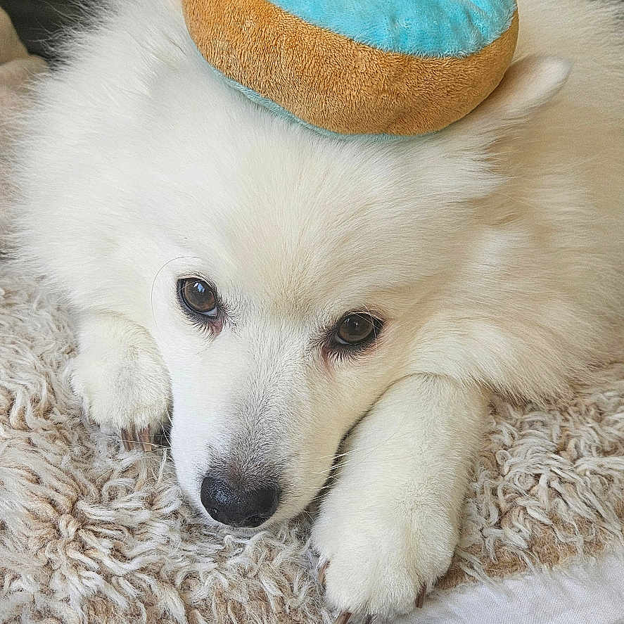 Kouki joined the competition — help win amazing prizes! animal, blanket, couch, cozy, cute, dog, donut, ears, fluffy, fur, head, indoor, nose, paw, pet, plush, relaxed, resting, toy, white