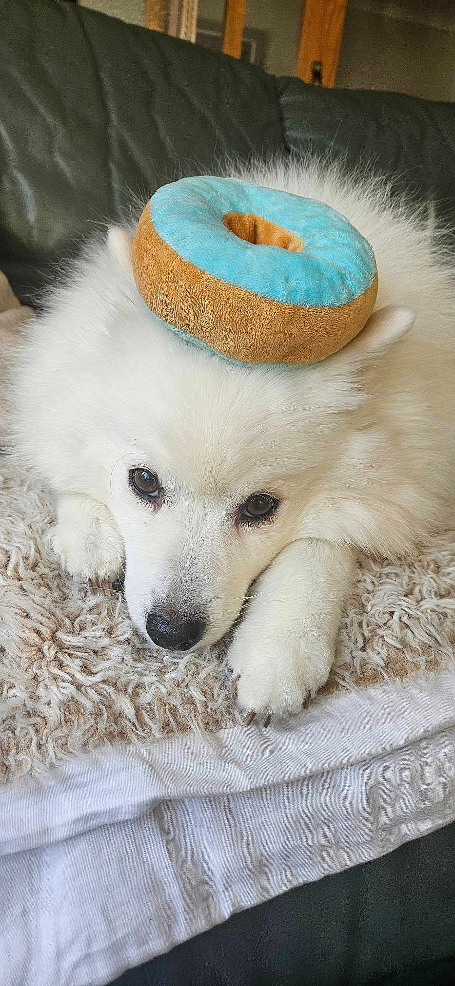 Kouki joined the competition — help win amazing prizes! dog, white, fluffy, toy, donut, plush, pet, cute, indoor, blanket, resting, animal, fur, paw, head, nose, ears, cozy, relaxed, couch