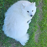 Kouki joined the competition — help win amazing prizes! dog, white_dog, fluffy, grass, outdoor, pet, leash, shoe, footwear, person, casual, curious, animal, nature, green_grass, resting, cute, companion, paw, relaxation