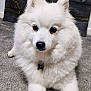 Kouki is registered to the contest to win money with this photo: dog, white, fluffy, pet, indoor, carpet, collar, tag, nose, ears, fur, cute, animal, portrait, face, paw, companion, domestic, relaxed, friendly