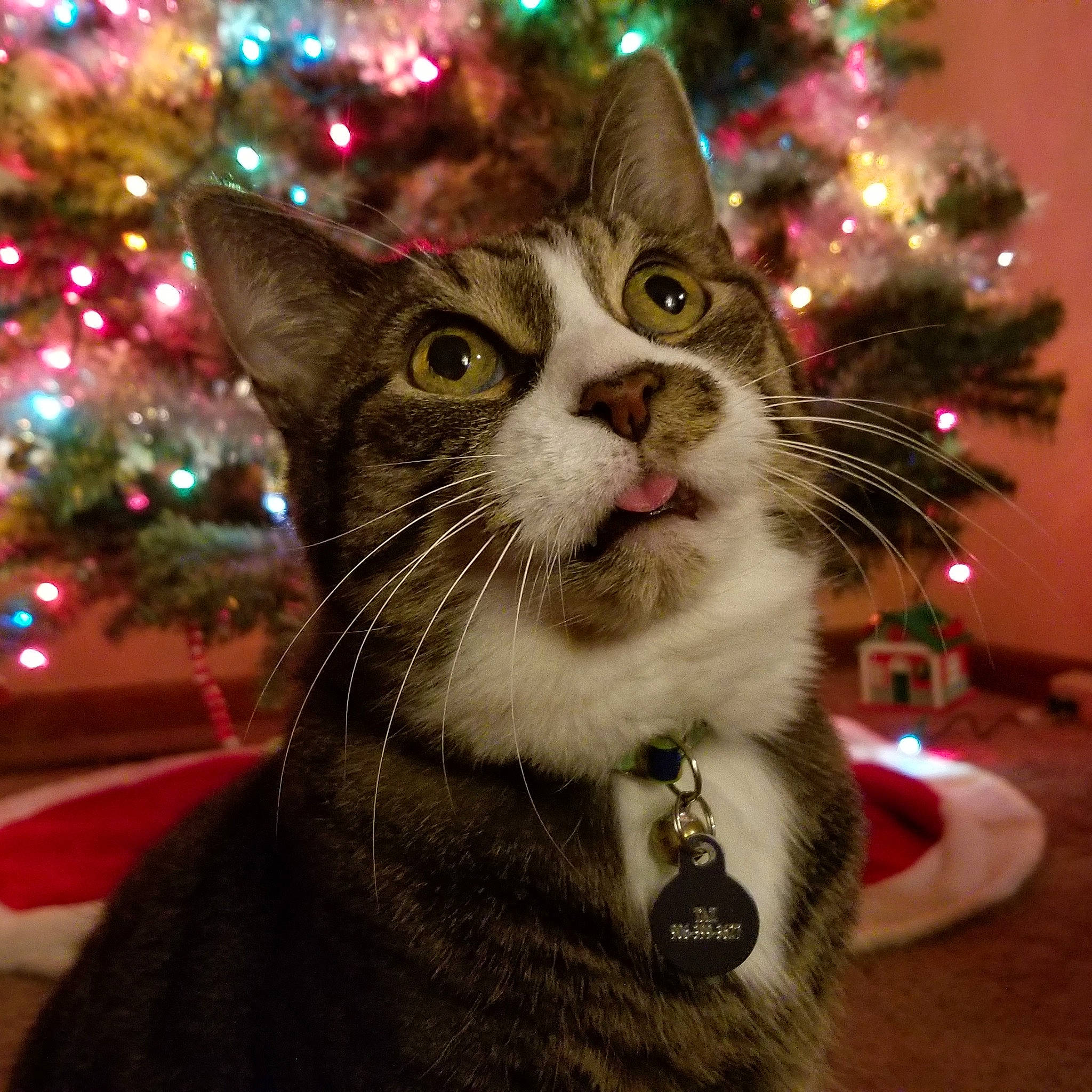 Taz is registered to the contest to win money with this photo: american_wirehair, asian, carnivore, cat, christmas, christmas_decoration, christmas_eve, christmas_ornament, christmas_tree, domestic_short_haired_cat, event, felidae, fur, holiday, plant, small_to_medium_sized_cats, snout, tabby_cat, tree, whiskers