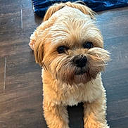 Teddy joined the competition — help win amazing prizes! dog, pet, indoor, floor, brown, fluffy, cute, animal, canine, looking_up, lying_down, companion, fur, portrait, domestic, friendly, small_dog, household, cozy, blanket