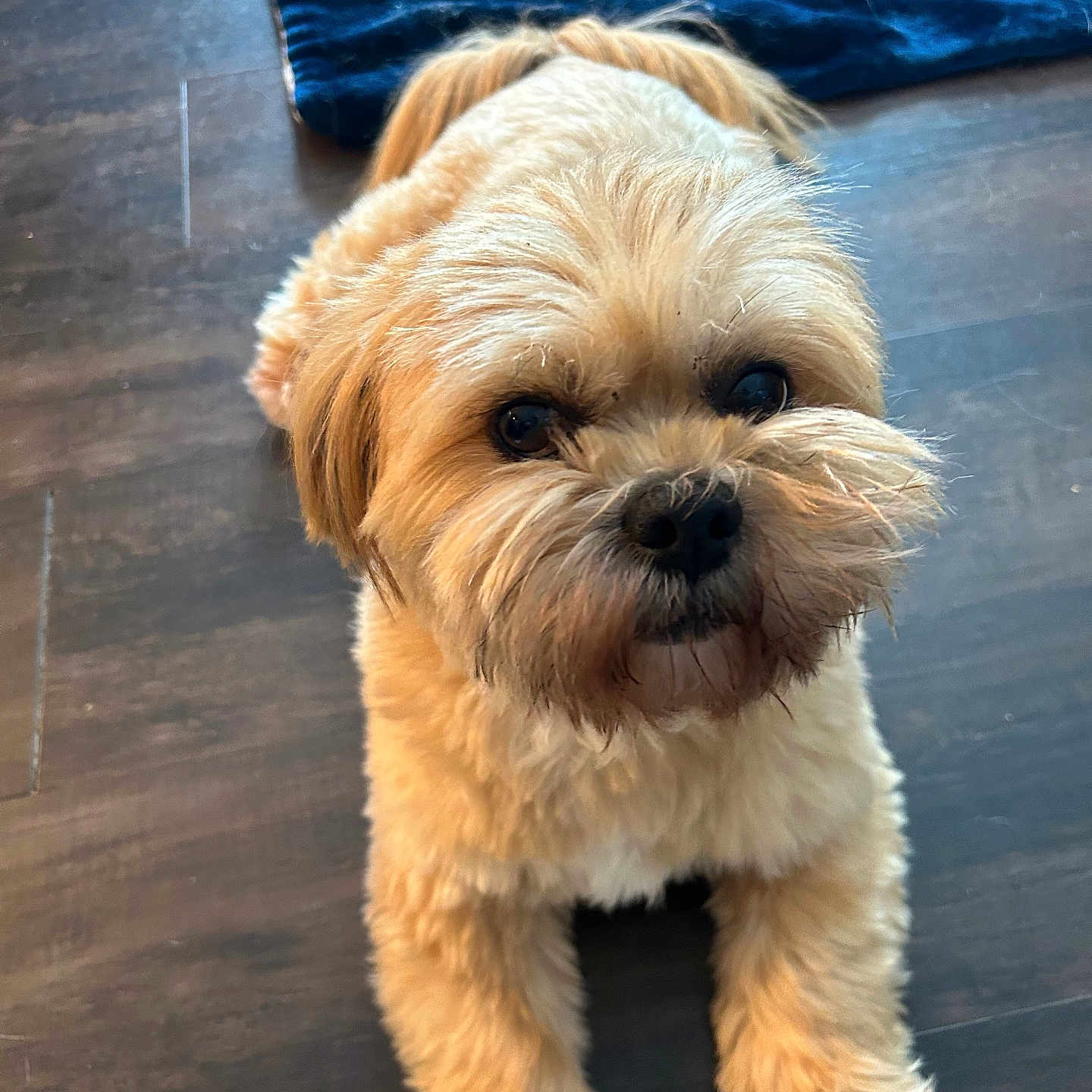 Teddy joined the competition — help win amazing prizes! animal, blanket, brown, canine, companion, cozy, cute, dog, domestic, floor, fluffy, friendly, fur, household, indoor, looking_up, lying_down, pet, portrait, small_dog