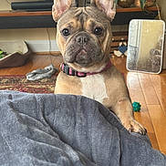 Opal joined the competition — help win amazing prizes! french_bulldog, dog, puppy, pet, indoor, living_room, blanket, floor, collar, ears, paw, toy, plant, mirror, wooden_floor, television, furniture, cozy, curious, home